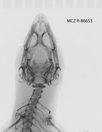 Media type: image; Herpetology R-86653